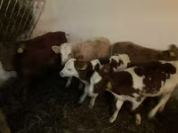 Taureau, Simmental cattle — photo 2