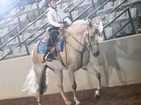 Mare, Palomino — photo 6