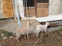 母山羊, Saanen goat — 照片 2