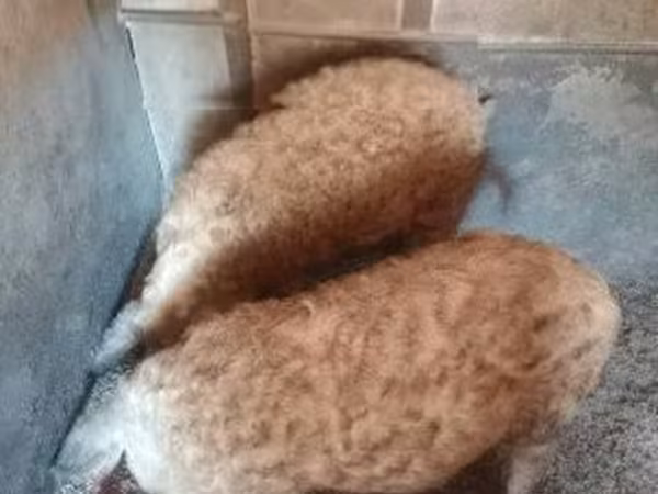 公猪, 