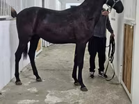 Caballo, Akhal-Teke — foto 8