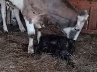 गाय, भूरा लातवियाई — फ़ोटो 5