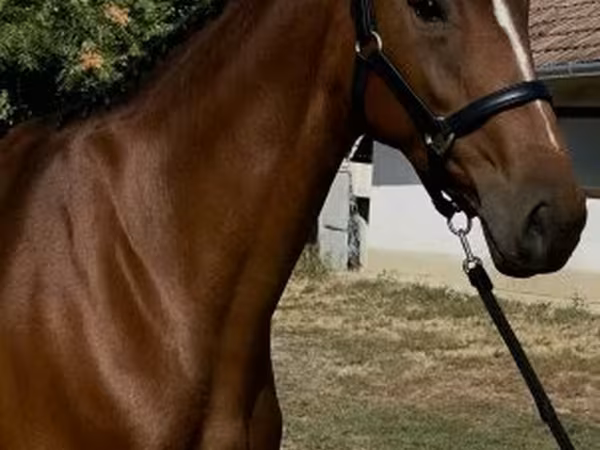 Mare, Hanoverian