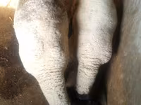 كبش, White Suffolk sheep — الصورة 3
