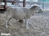 Oveja, Lacaune sheep — foto 6