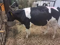 Byk, Russian Black pied cattle — zdjęcie 3