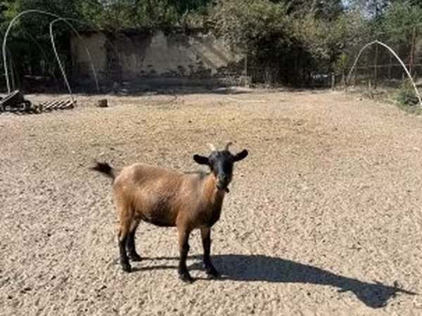 Koza, Dutch Landrace goats
