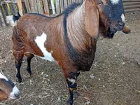 Kozioł, Nubian Goat — zdjęcie 2
