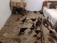 Gallina checa dorada veteada — foto 8