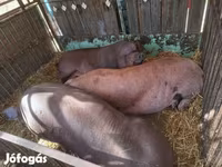 Cerda, Cerdos — foto 4