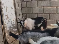公山羊, LaMancha goats — 照片 4