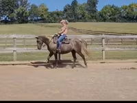 Klisna, Kentucky mountain daddle horse — foto 6