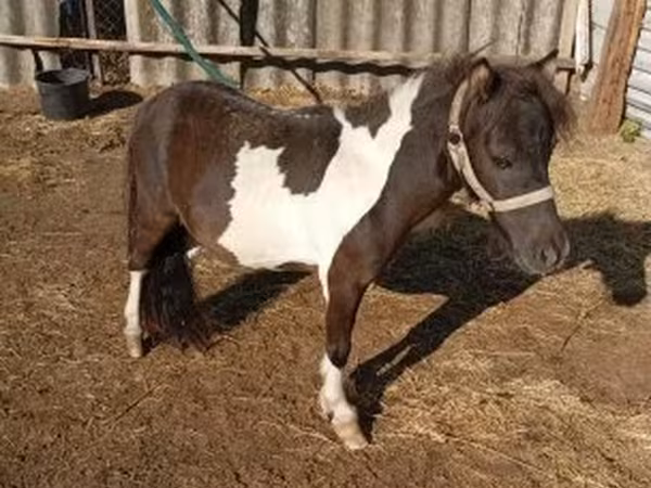 Cheval, Falabella