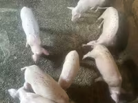मादा सूअर, Датский ландрас — फ़ोटो 6