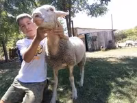 母羊, Lacaune sheep — 照片 1
