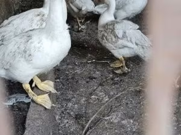 Ducks
