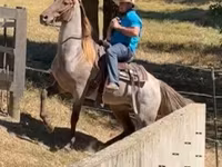Cheval, Rocky Mountain Horse — photo 3