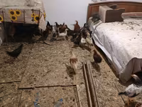 Gallina checa dorada veteada — foto 7