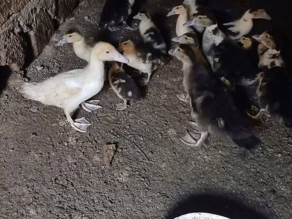 Deutscher Pekin