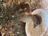 Ducks — 照片 3