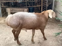 公羊, Edilbay sheep — 照片 2