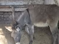 Caballo, Caballos — foto 4