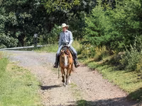 Hengst, Quarter Horse — Foto 5