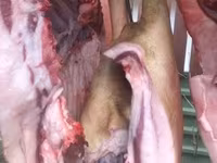 Pigs (batch, sex not specified), Мангалица — photo 3