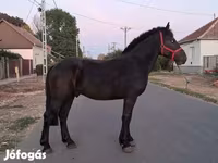 Hengst, Friesian — Foto 4