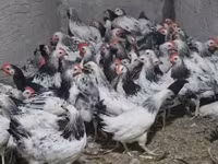 Chickens — Foto 1
