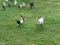 Koza, Dutch Landrace goats — zdjęcie 5