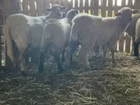 雌羊, Merinoland sheep — 写真 5