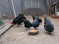Australorp — Foto 3