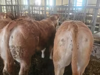 牛只（批次，未指定性别）, Charolais cattle — 照片 5