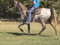 Cheval, Rocky Mountain Horse — photo 2