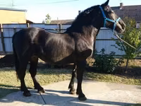 母马, Hungarian horse breed — 照片 7