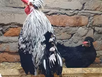 Appenzeller Spitzhauben — photo 2