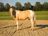 Kůň, American paint horse — foto 4