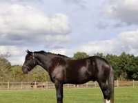 Caballo, Percheron — foto 2