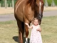فرس, Quarter Horse — الصورة 4