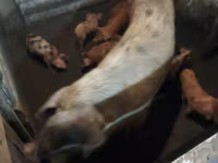Schweine (Partie, Geschlecht nicht angegeben), Дюрок — Foto 2