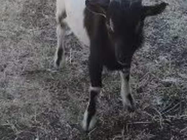 公山羊, Nigerian dwarf goats