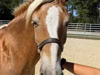 Yegua, Haflinger — foto 3