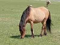 घोड़ी, Horse breed — फ़ोटो 1