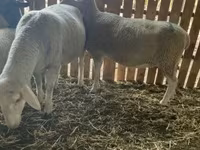 雌羊, Merinoland sheep — 写真 1