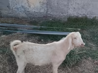 公山羊, Goats — 照片 6