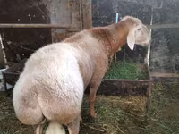 Widder, Rambouillet sheep — Foto 2