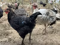 Chickens — Foto 3