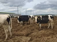 Vache, Russian Black pied cattle — photo 7
