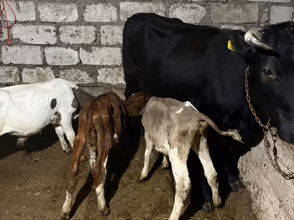 Cow, Cattle